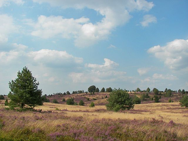 “Unspoiled nature” is a human construct: Lüneburg Heath – the conservation of nature as the conservation of cultural landscapes. View of Wilsede Hill, photo: Willo, August 13, 2007, source:: [https://commons.wikimedia.org/wiki/Category:L%C3%BCneburger_Heide?uselang=de#/media/File:L%C3%BCneburger_Heide_113.jpg Wikimedia Commons] ([http://creativecommons.org/licenses/by/2.5/ CC BY 2.5])