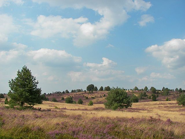 Die „unberührte Natur” ist ein menschliches Konstrukt: Lüneburger Heide – Naturschutz als Kulturlandschaftsschutz. Blick auf den Wilseder Berg, Foto: Willo, 13. August 2007, Quelle: [https://commons.wikimedia.org/wiki/Category:L%C3%BCneburger_Heide?uselang=de#/media/File:L%C3%BCneburger_Heide_113.jpg Wikimedia Commons] ([http://creativecommons.org/licenses/by/2.5/ CC BY 2.5])